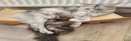 Maine Coon cats for sale: READY NOW GCCF Registered Maine Coon Kittens - Advert 8