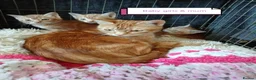 Mixed Breed cats for sale: Ginger kittens 3 girls 3 boys - Advert 11