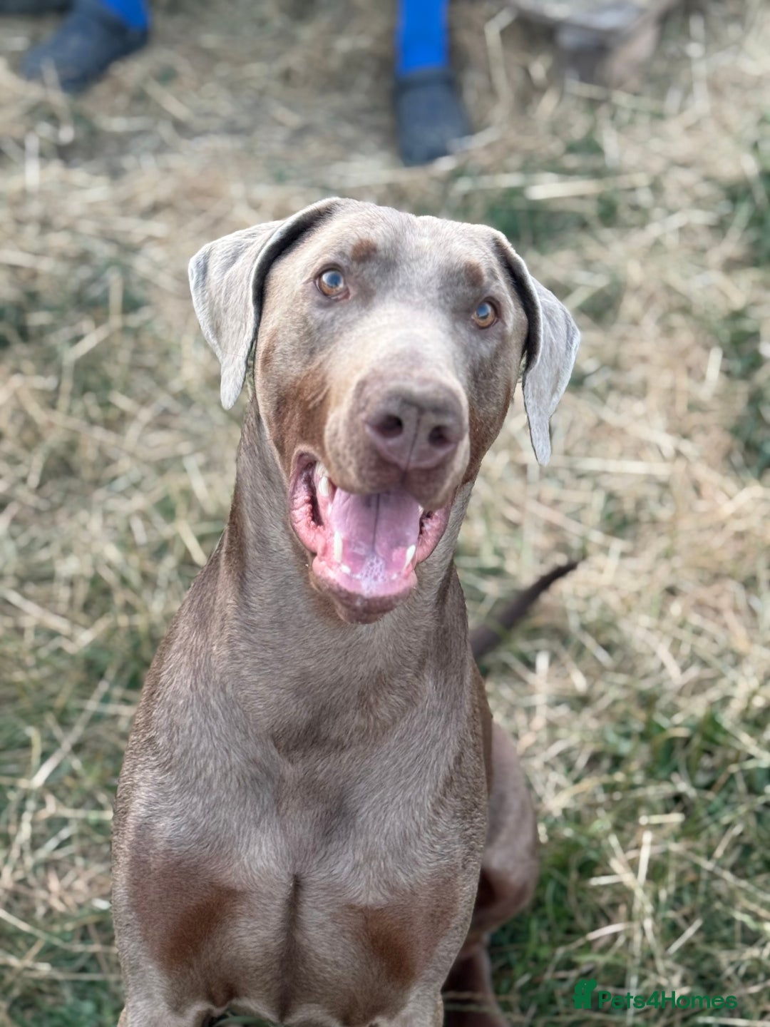 Dobermann dogs for sale: Selling our 2yr old male Doberman  - Advert 3