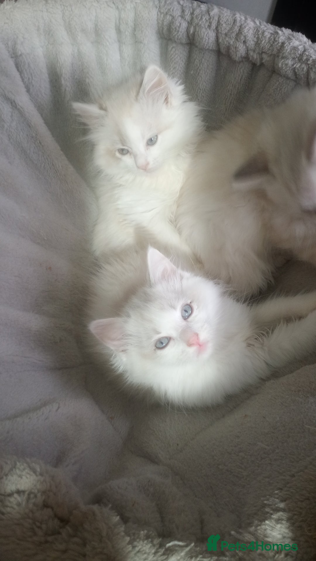 Ragdoll cats for sale: Beautiful full ragdoll kittens £695 - Advert 19