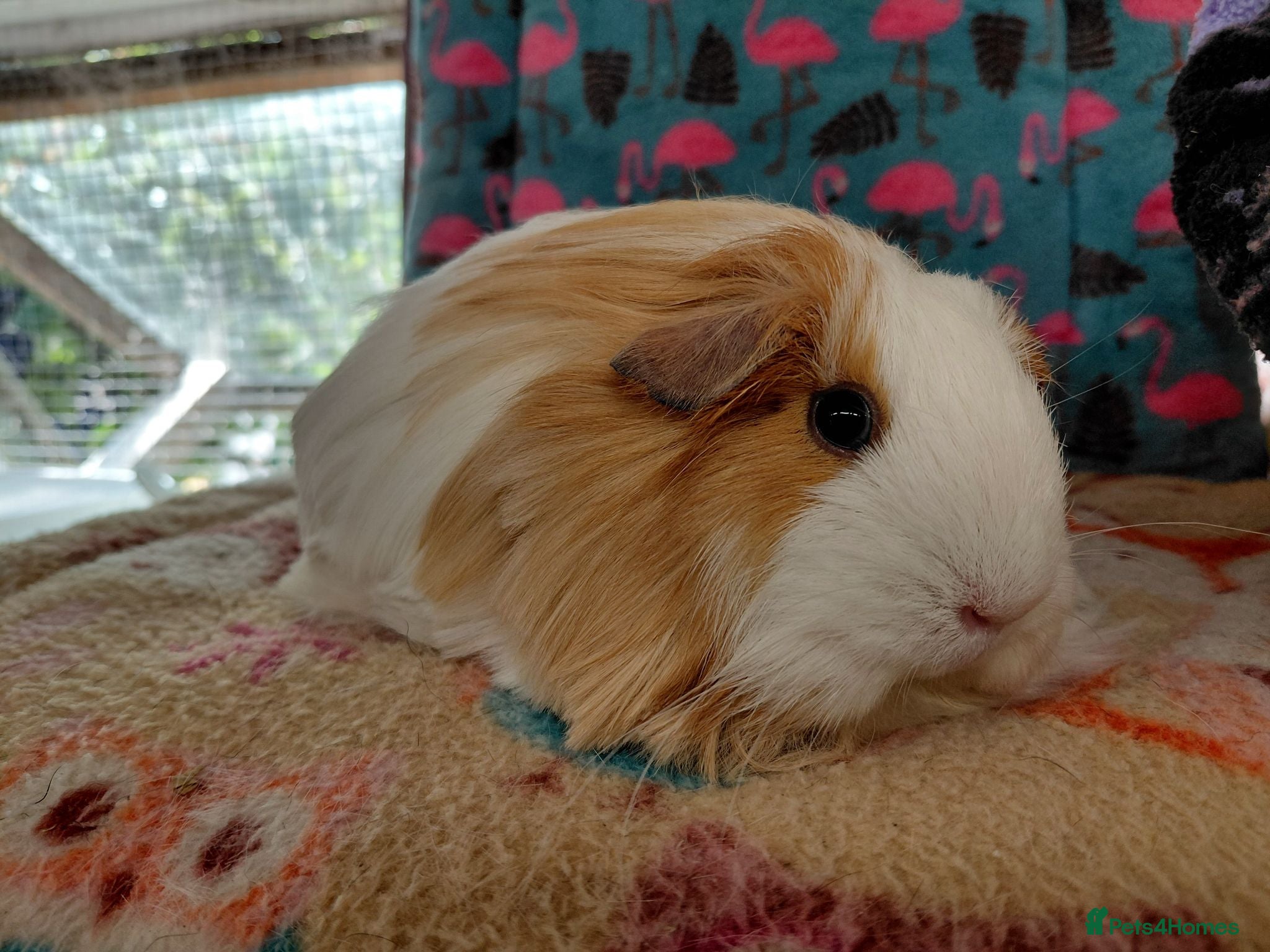 Guinea Pig rodents Young Sheltie Sow RTL - Advert 13