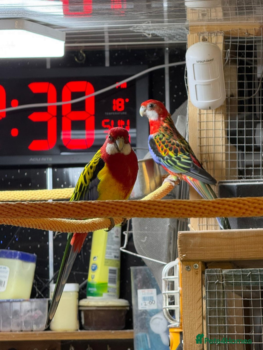 Parakeets birds for sale: Golden mantle rosella’s  - Advert 2