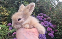 Angora rabbits for sale: 😍Large Angora babies- parents imported from 🇫🇷  - Image 6