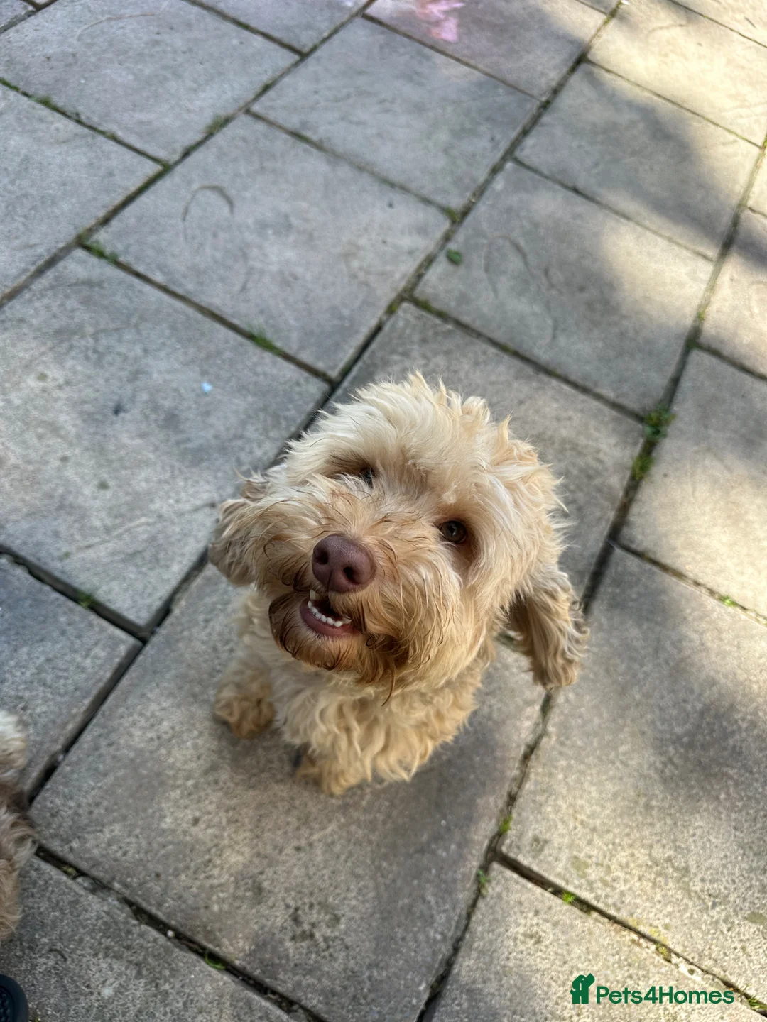 Cockapoo dogs for sale: Cockapoo - Advert 2