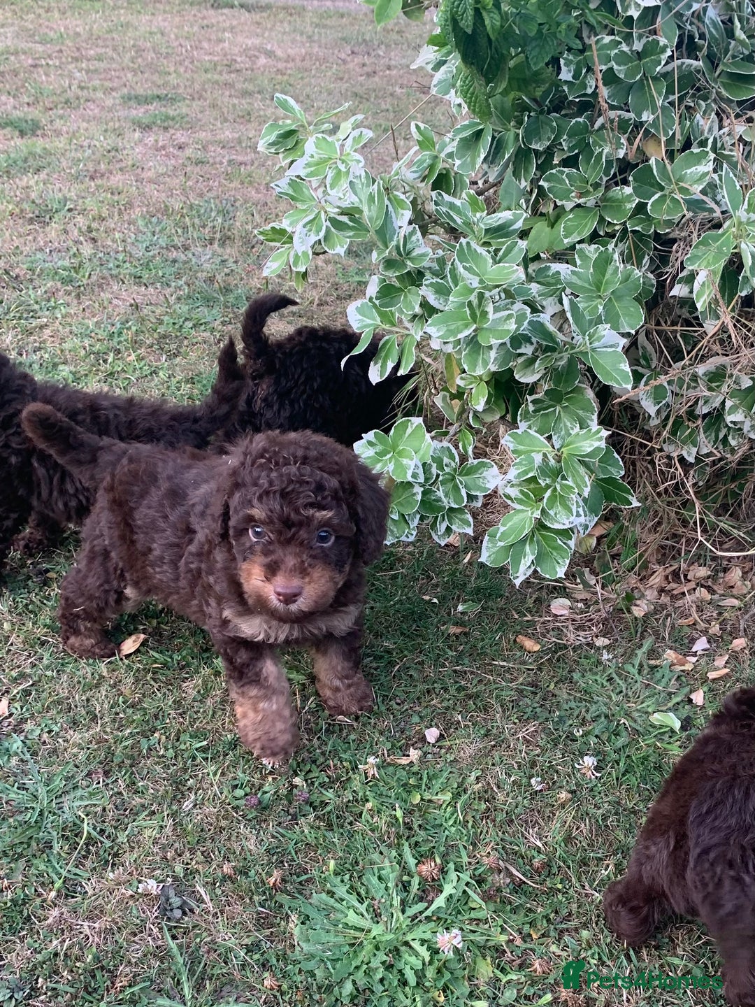 Cockapoo dogs for sale: Stunning F1B Cockapoo puppies  - Image 1