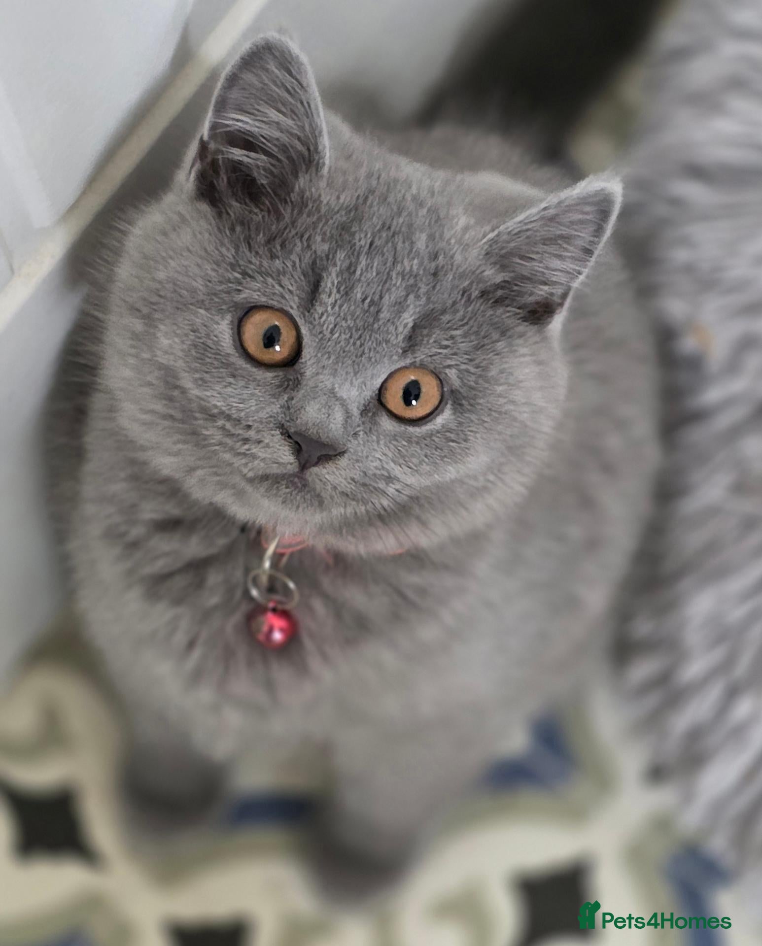 British Shorthair cats READY British shorthair forsale  - Advert 17