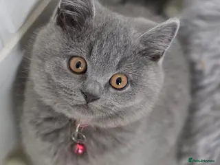 British Shorthair cats READY British shorthair forsale - Advert 17