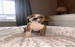 Mixed Breed dogs for sale: 1 female left -  Bitches - Olde English Bulldogge  in Haddington - Image 28