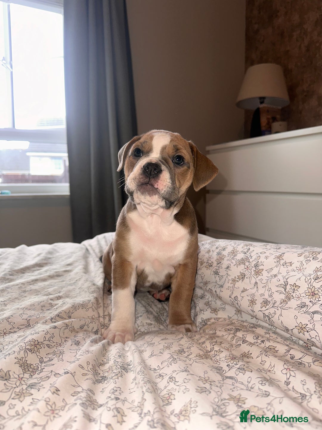 Mixed Breed dogs for sale: 1 female left -  Bitches - Olde English Bulldogge  in Haddington - Image 28