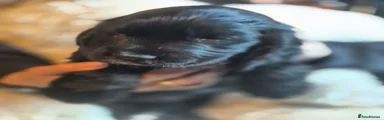 Cocker Spaniel 2