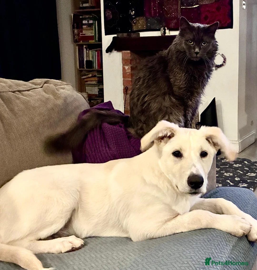 Mixed Breed dogs for adoption: Majestic Scoopy 5 mth Lab cross Shepperd  - Advert 2