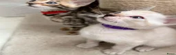 Bengal cats for sale: TICA Registered Bengal Kittens - Advert 33