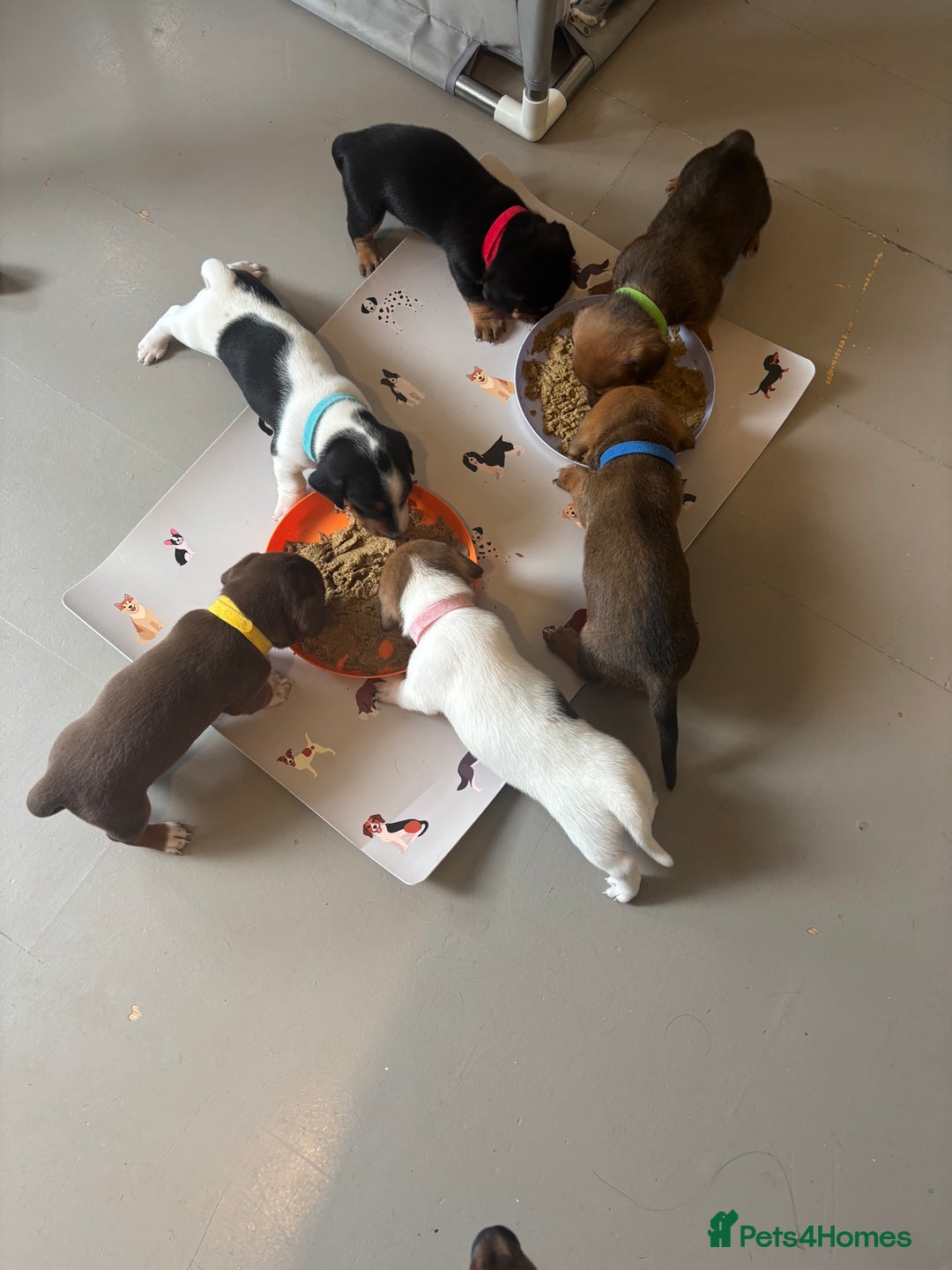Miniature Dachshund dogs for sale: Dachshund x Jack Russell puppies (Jackshund) - Image 24