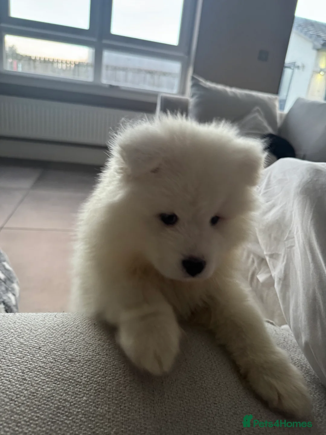 Samoyed dogs for sale: 9 week old Samoyed Female  - Advert 6