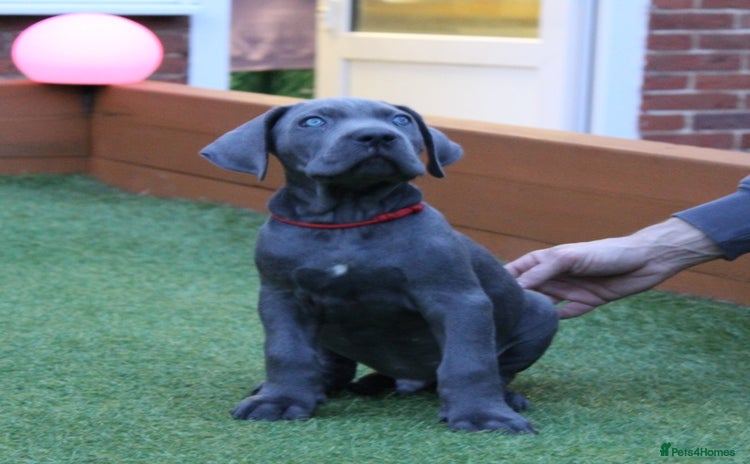Cane Corso dogs - Advert 1
