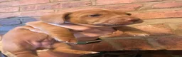 Miniature Dachshund dogs for sale: Adorable Miniature Dachshund Puppies - Advert 6