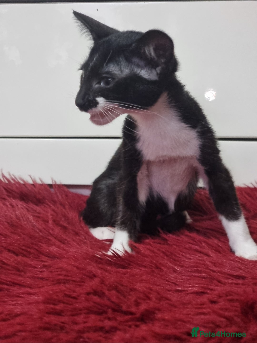 Oriental cats for sale: Oriental kittens - Advert 2