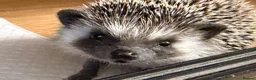 Pygmy Hedgehog rodents for sale: Pygmy hedgehog and tank - Advert 1