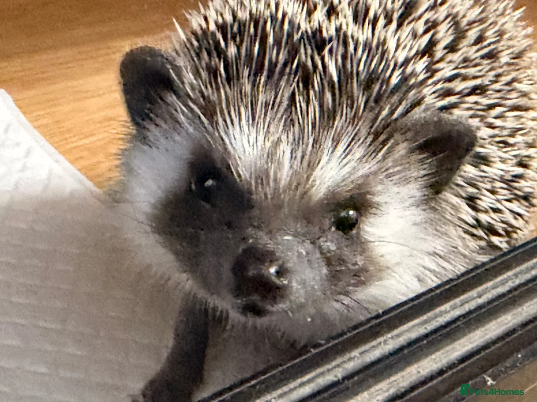 Pygmy Hedgehog rodents for sale: Pygmy hedgehog and tank - Advert 1