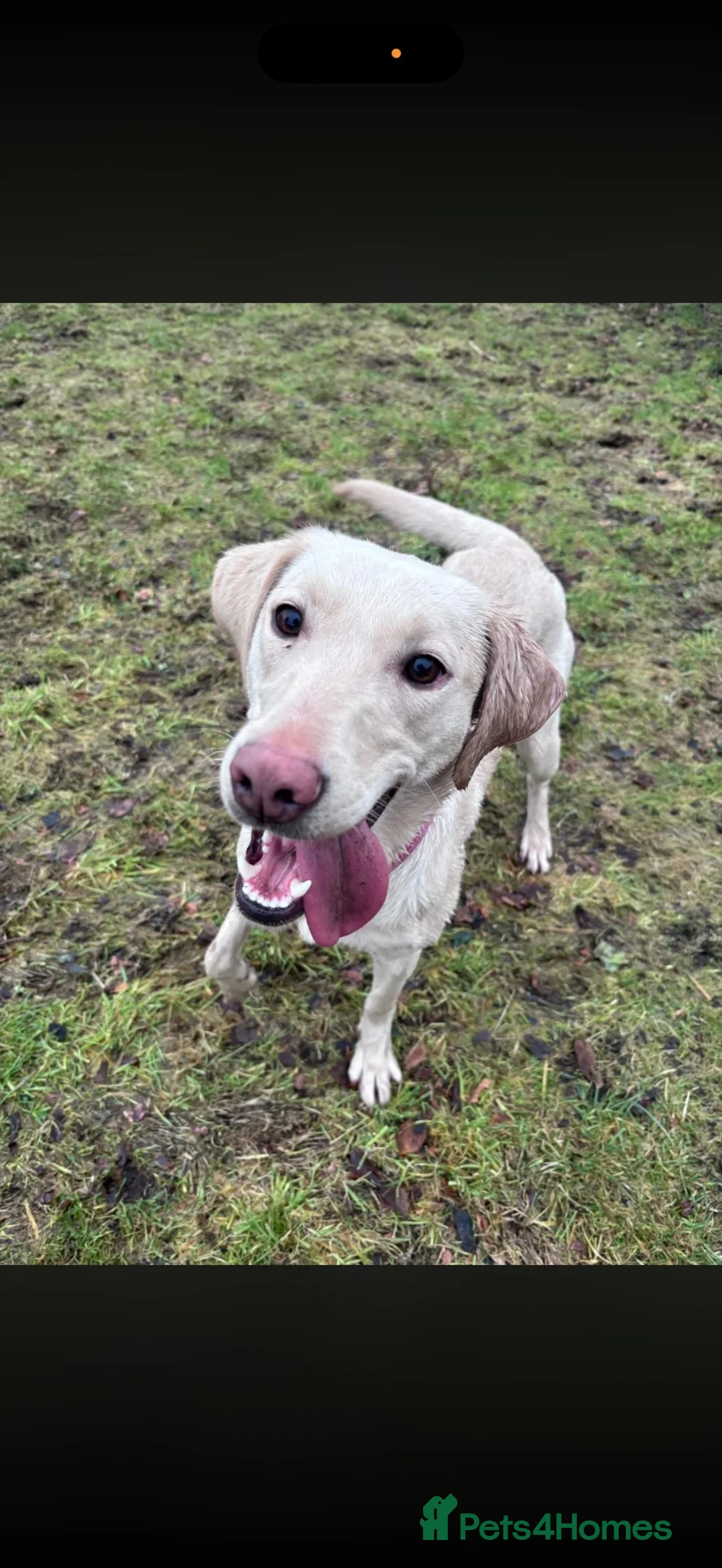 Labrador Retriever dogs for sale: Labradors looking for new home in Dalkeith - Advert 2