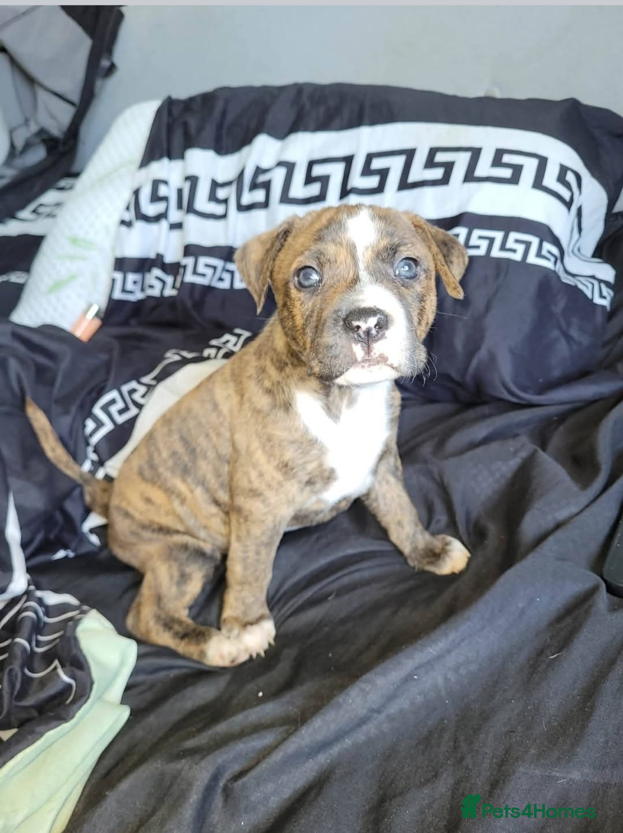 Mixed Breed dogs American bull staffy pups - Advert 5