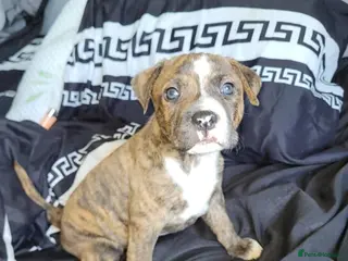 Mixed Breed dogs American bull staffy pups - Advert 5