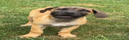 Boerboel dogs for sale: Stunning litter arrived- waitlist open - Advert 21