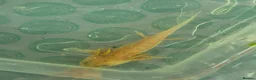 Axolotl reptiles for sale: Range of baby axolotls, hets known - Advert 9