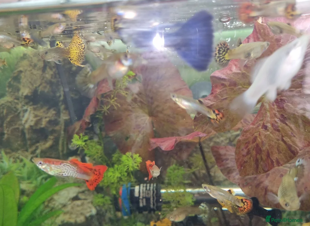 Live Bearers fish for sale: Dragon and Cobra Tail Guppies for sale in Bury - Advert 9