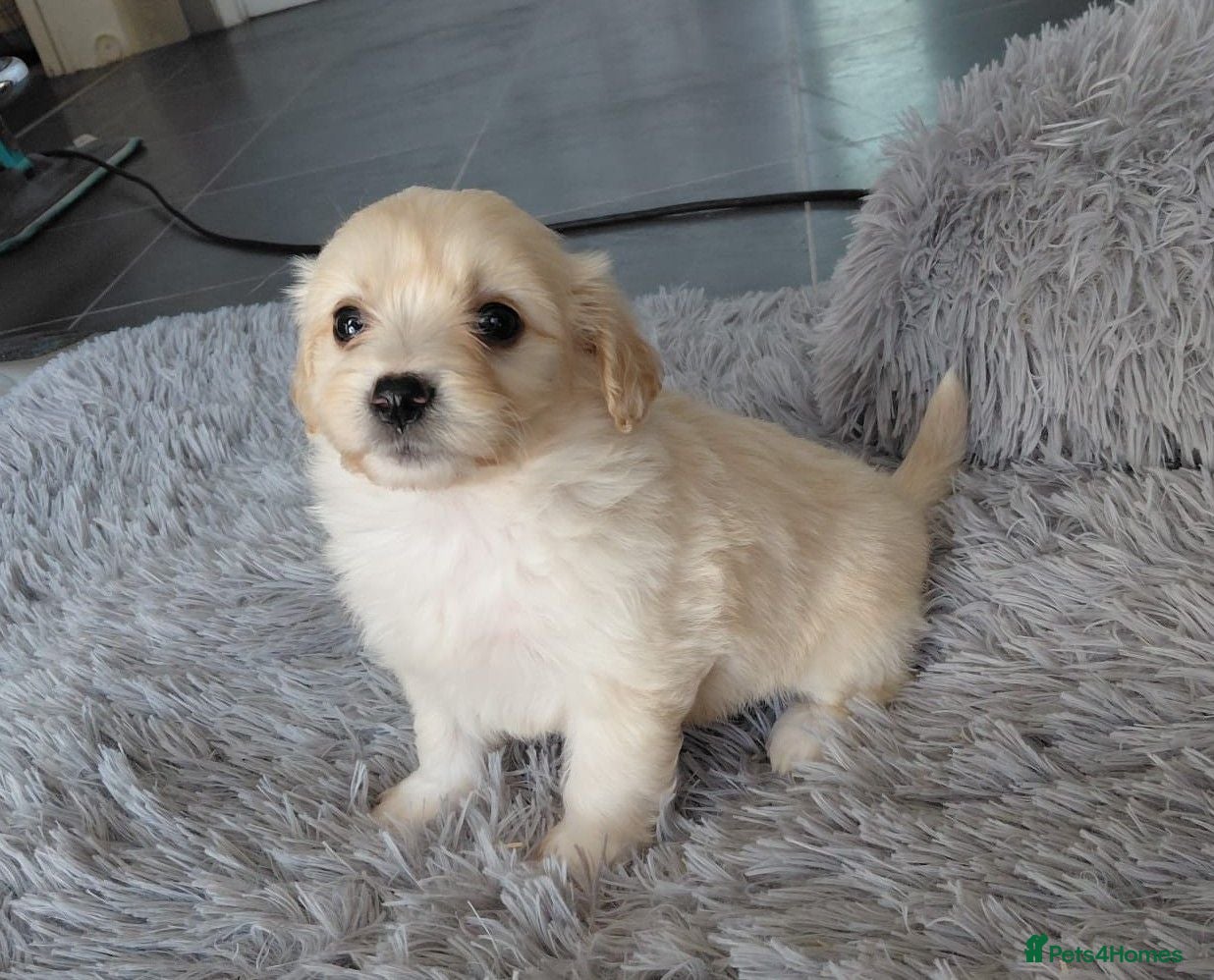 Maltipoo dogs Champagne Maltipoo PUPPY 1 GIRL LEFT - Advert 3