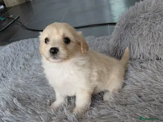 Maltipoo dogs Champagne Maltipoo PUPPY 1 GIRL LEFT - Advert 3