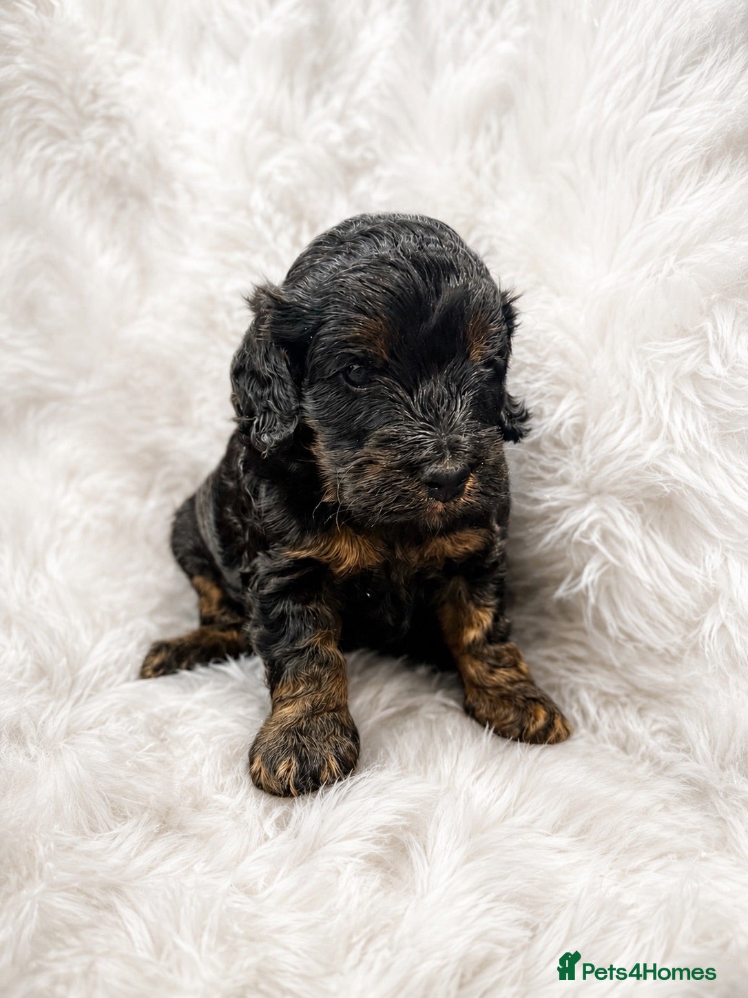 Cockapoo dogs Beautiful black & tan F1 cockapoo girl - Advert 9