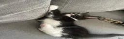 Mixed Breed cats for sale: 2 kittens for sale - Advert 6