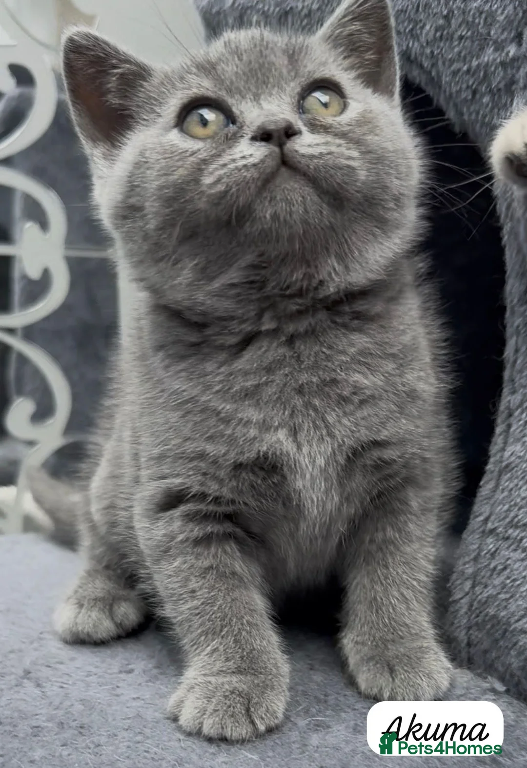 British Shorthair cats for sale: 4 Blue Striped Spotted British shorthair kittens - Advert 2