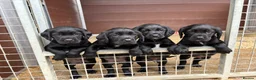 Springador dogs for sale: Beautiful little buns of joy - Advert 2