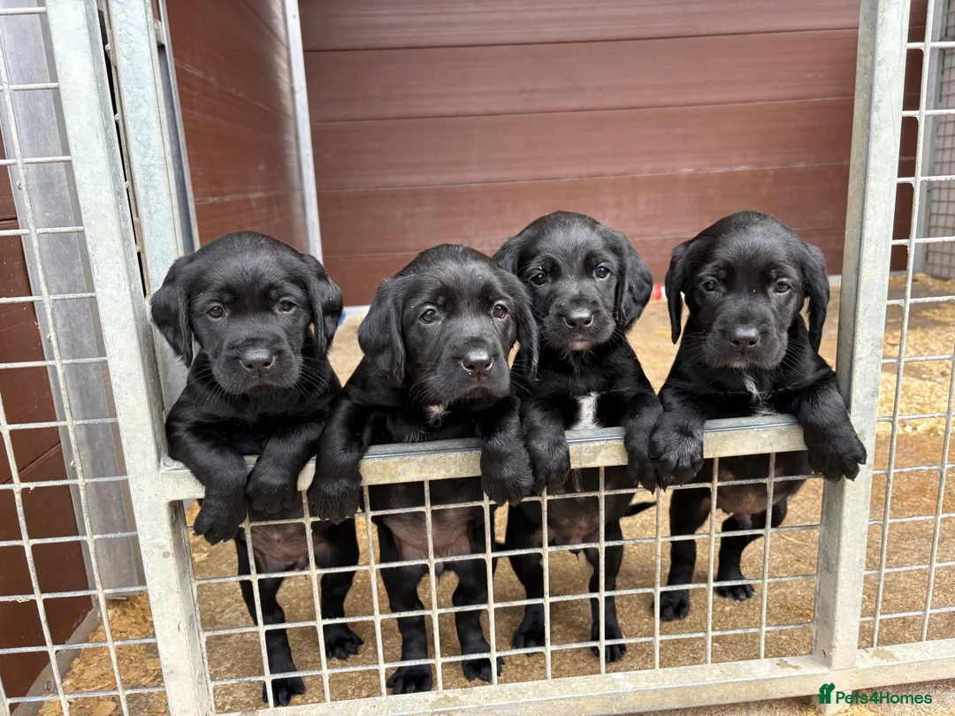 Springador dogs for sale: Beautiful little buns of joy - Advert 2