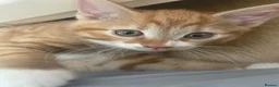 Mixed Breed cats for sale: The cutest Kuma + Chopper + Choso + Sakura  - Advert 15