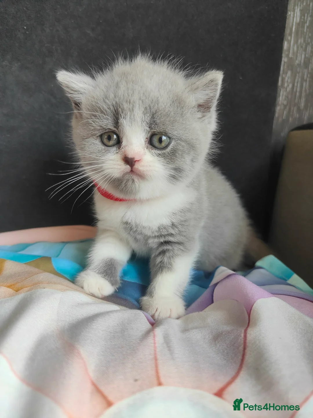 British Shorthair cats for sale: Kittens BSH/BLH in Knottingley - Advert 2