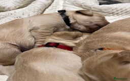 Golden Retriever dogs for sale: ✨ When Bella Met Loki 💛 - Image 11