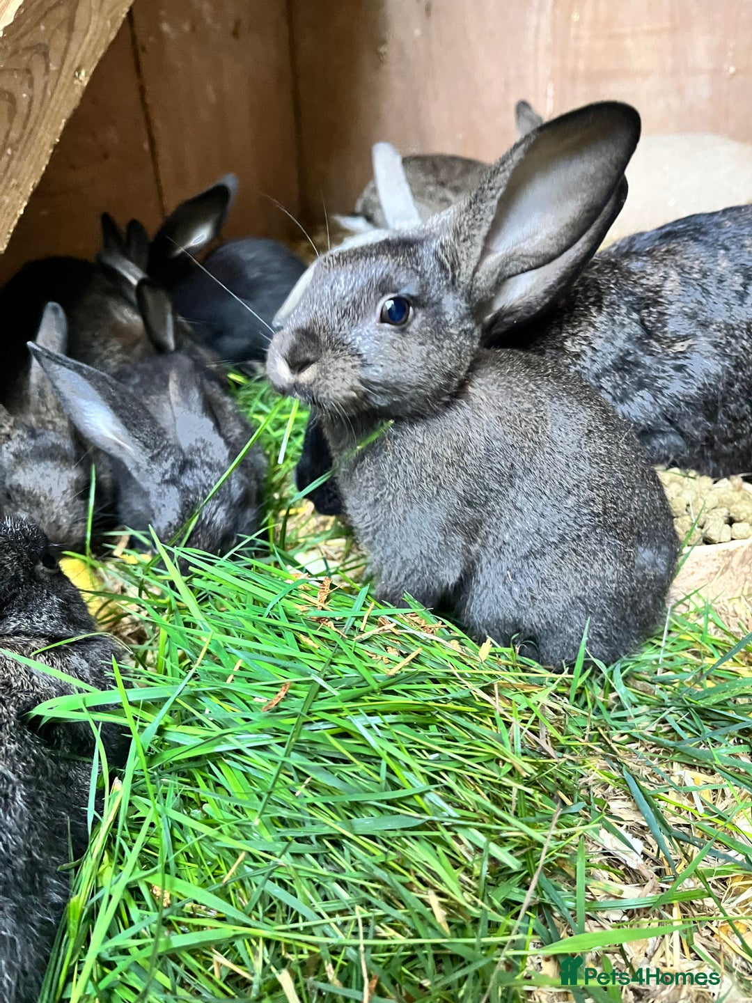 Mixed Breed rabbits for sale: Lovely rabbits well handled - Image 2