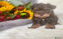 Miniature Schnauzer dogs for sale: Mega Coat Chocolate Parti Mini Schnauzer  - Image 3