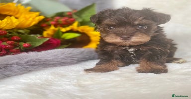 Miniature Schnauzer dogs - Advert 1