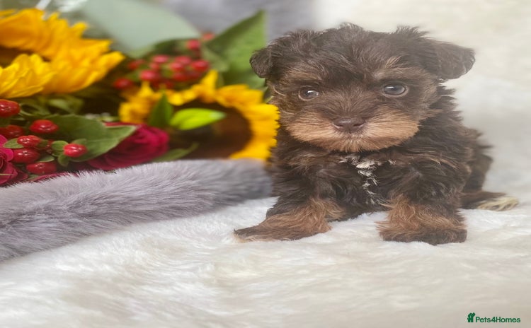 Miniature Schnauzer dogs - Advert 2