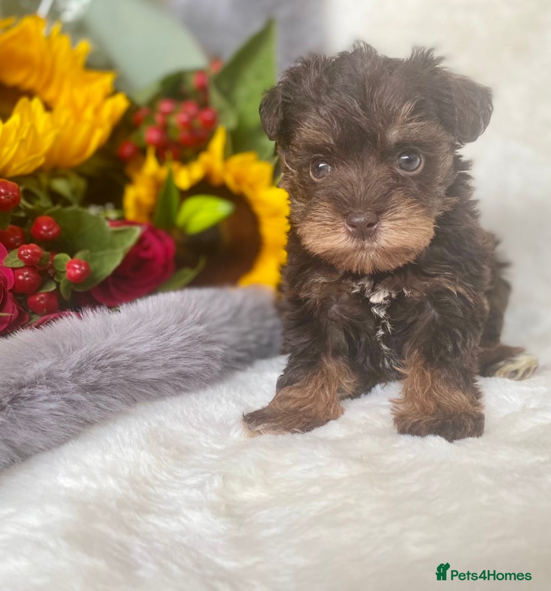Miniature Schnauzer dogs for sale: Mega Coat Chocolate Parti Mini Schnauzer  - Image 3