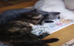 Mixed Breed cats for sale: Ragdoll cross kittens  - Image 1
