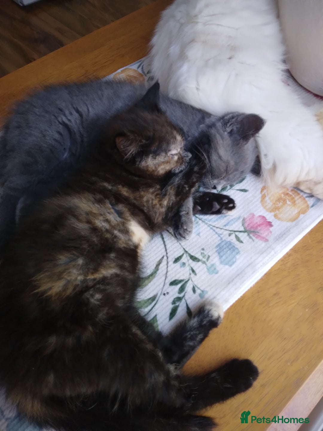 Mixed Breed cats for sale: Ragdoll cross kittens  - Image 1