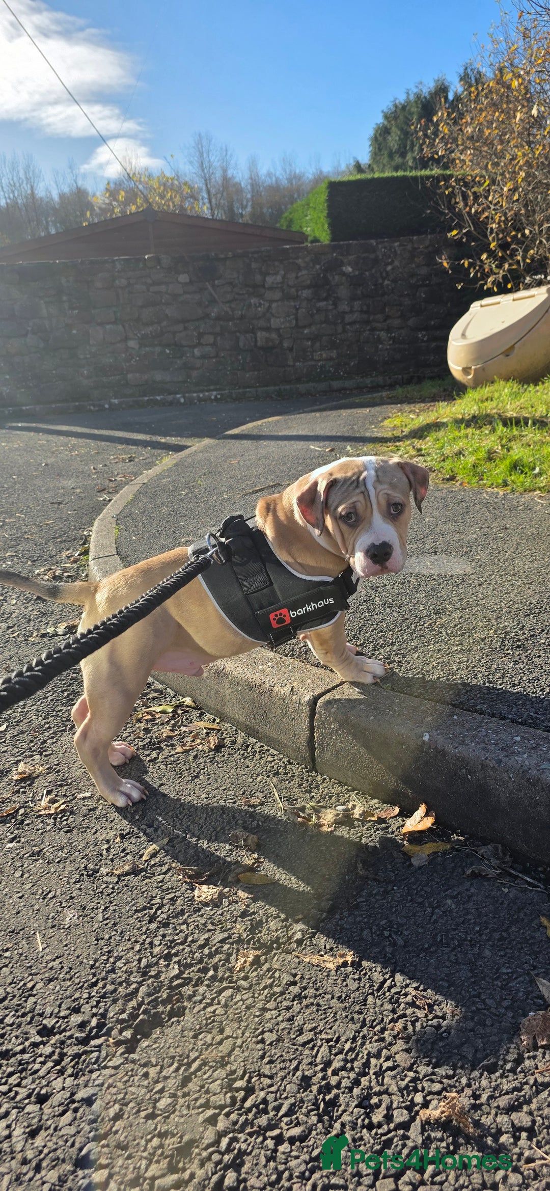 American Bully dogs for sale: 2 Male Abkc Reg Pocket Bully's G'Pups GRCH MrBean - Advert 6