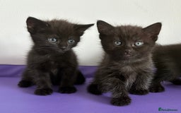 Mixed Breed cats for sale: 3 lovely kittens  - Image 3