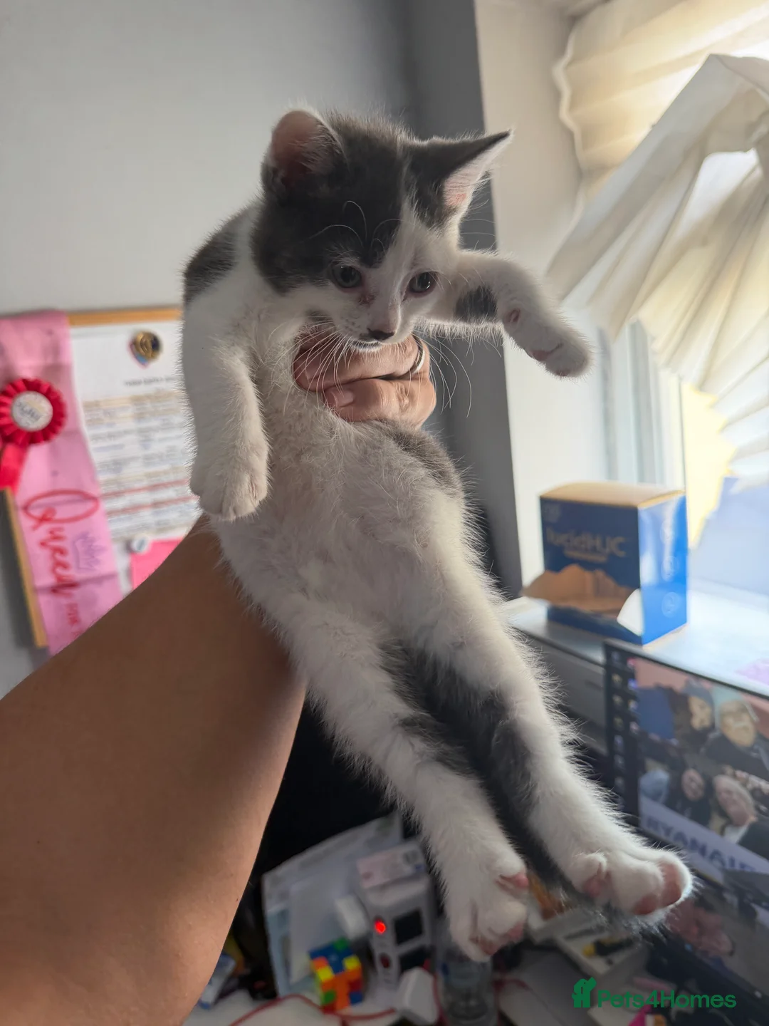 Mixed Breed cats for sale: Three beautiful kittens for sale.  - Advert 2