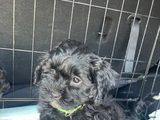 Shihpoo dogs Shihpoo pups DNA health tested dad - Advert 2